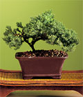 �zel ve etkilemek isteyenler i�in bonsai bitkisi minyat�r a�a�
