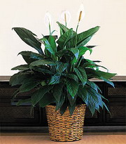 Ankara Aya� �i�ek sipari�i g�nderme firmam�zdan size �zel Spathiphyllum saks� �i�e�i i� mekan bitkileri s�s bitkisi