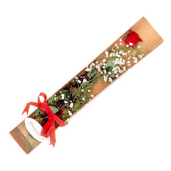 �a��rtan kutu i�inde 1 adet k�rm�z� g�l Ankara �i�ek yolla d�kkan�m�zdan