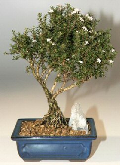 Bonsai k���k japon a�ac� i� mekan s�s bitkisi Anneye , sevgiliye her t�r sevene
