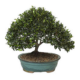 Bonsai k���k japon a�ac� i� mekan s�s bitkisi Ankara �i�ek g�nder firma �r�n�m�z